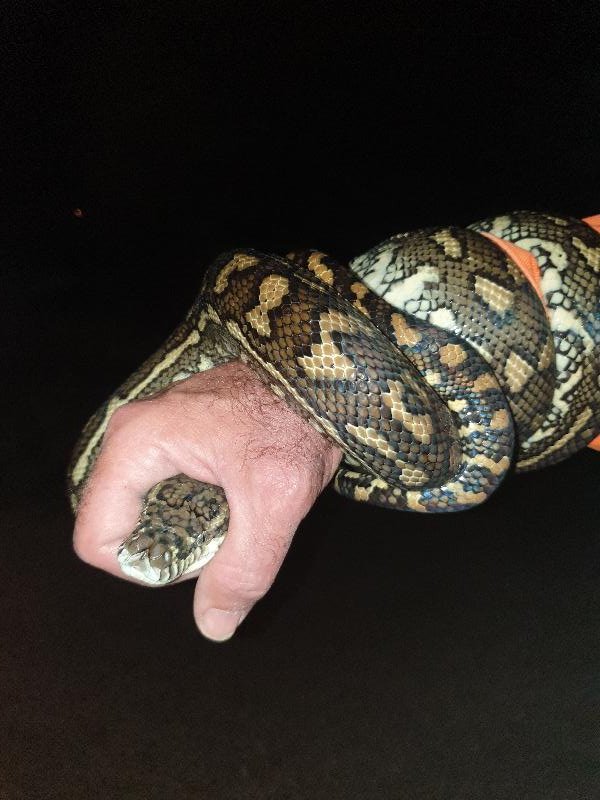 Coastal_Carpet_Python__Morelia_spilota_mcdowelli__583.jpg