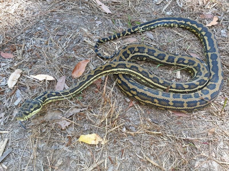 Coastal_Carpet_Python__Morelia_spilota_mcdowelli__586.jpg