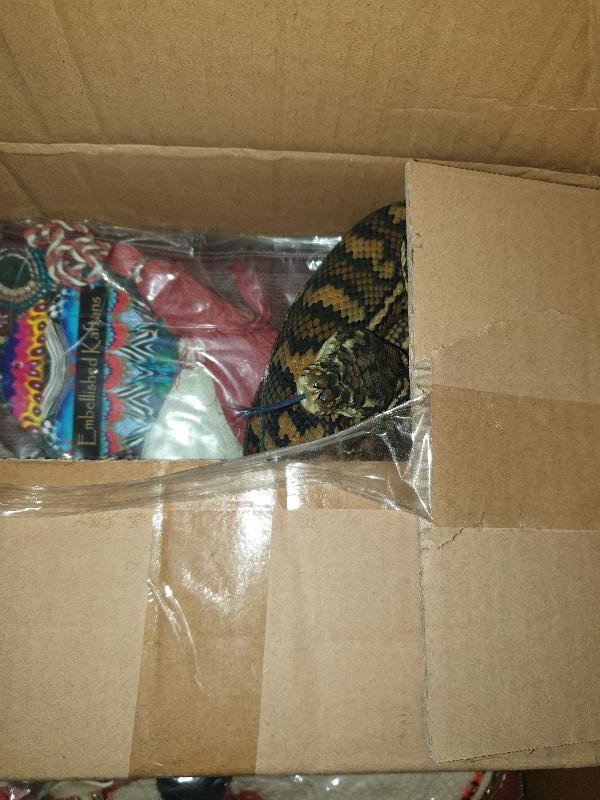 Coastal_Carpet_Python__Morelia_spilota_mcdowelli__588.jpg