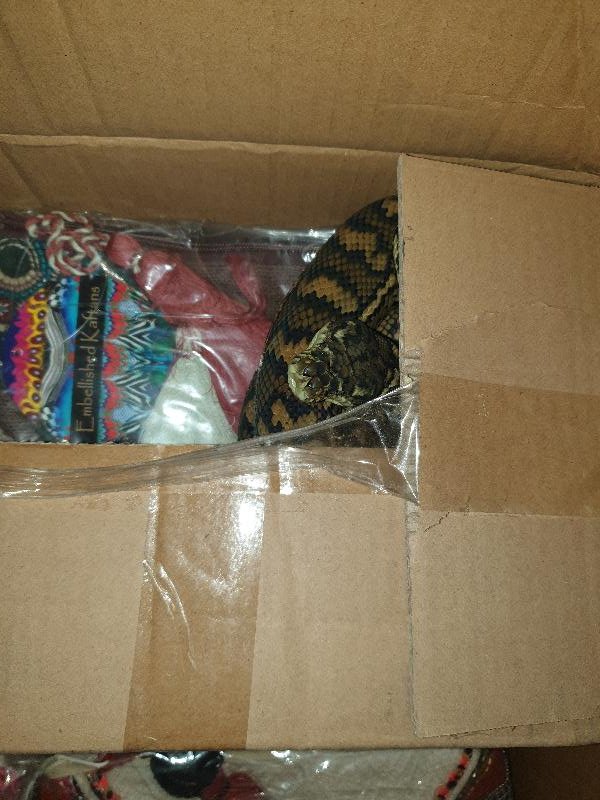 Coastal_Carpet_Python__Morelia_spilota_mcdowelli__589.jpg