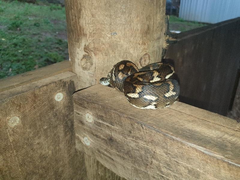Coastal_Carpet_Python__Morelia_spilota_mcdowelli__590.jpg
