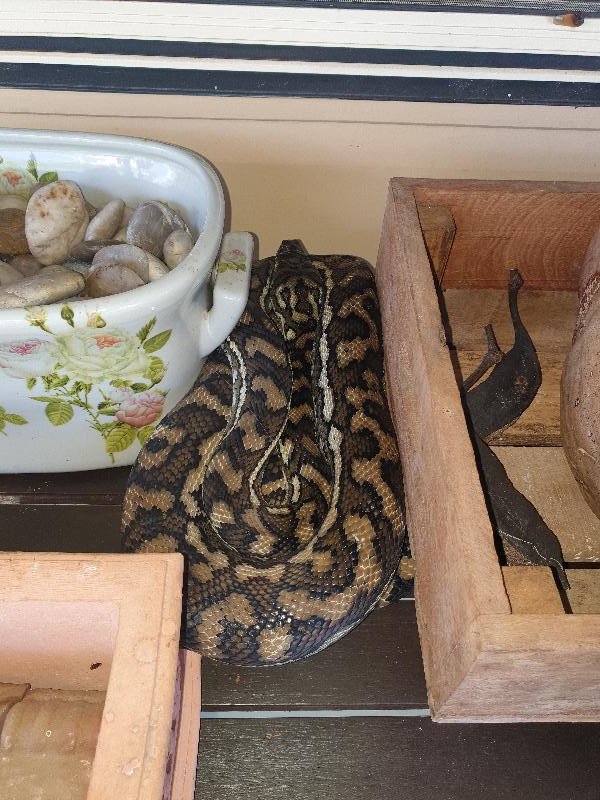 Coastal_Carpet_Python__Morelia_spilota_mcdowelli__592.jpg
