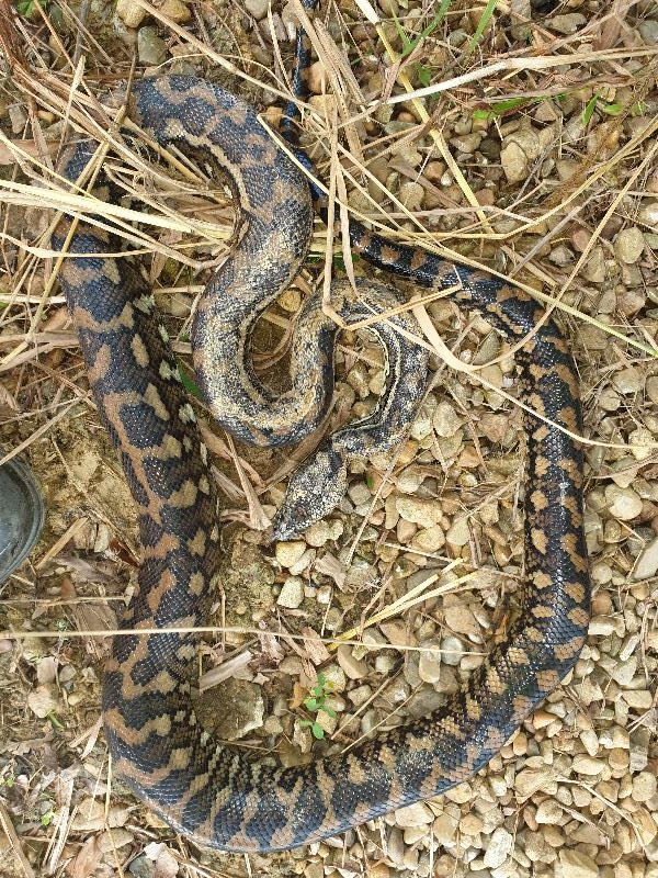 Coastal_Carpet_Python__Morelia_spilota_mcdowelli__594.jpg