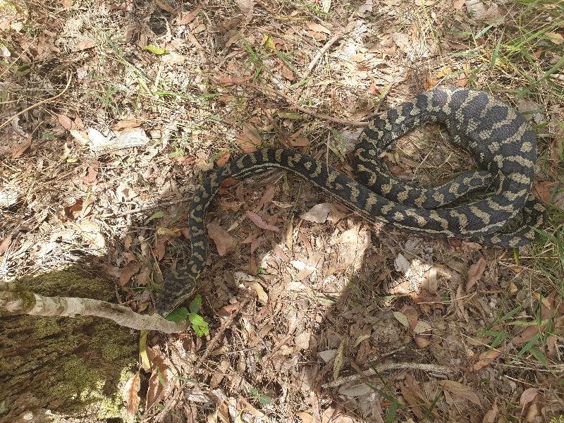 Coastal_Carpet_Python__Morelia_spilota_mcdowelli__595.jpg