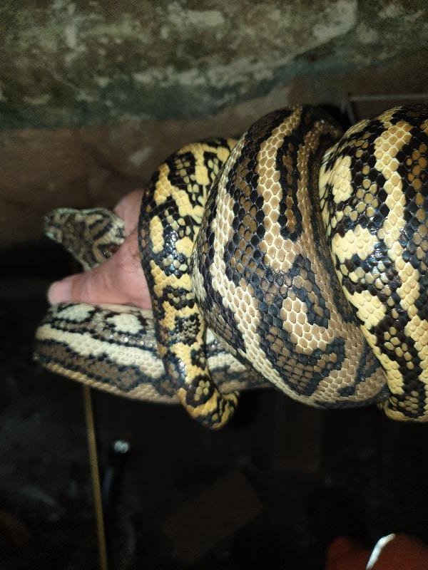Coastal_Carpet_Python__Morelia_spilota_mcdowelli__597.jpg