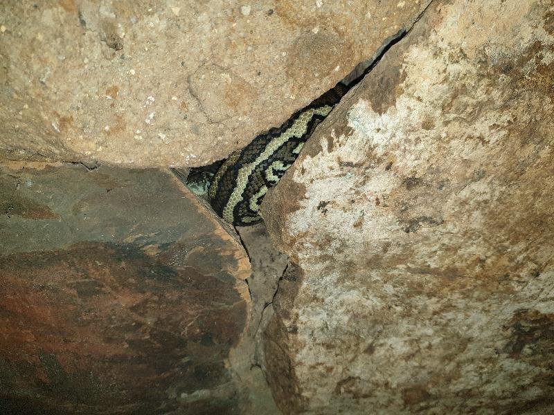 Coastal_Carpet_Python__Morelia_spilota_mcdowelli__598.jpg