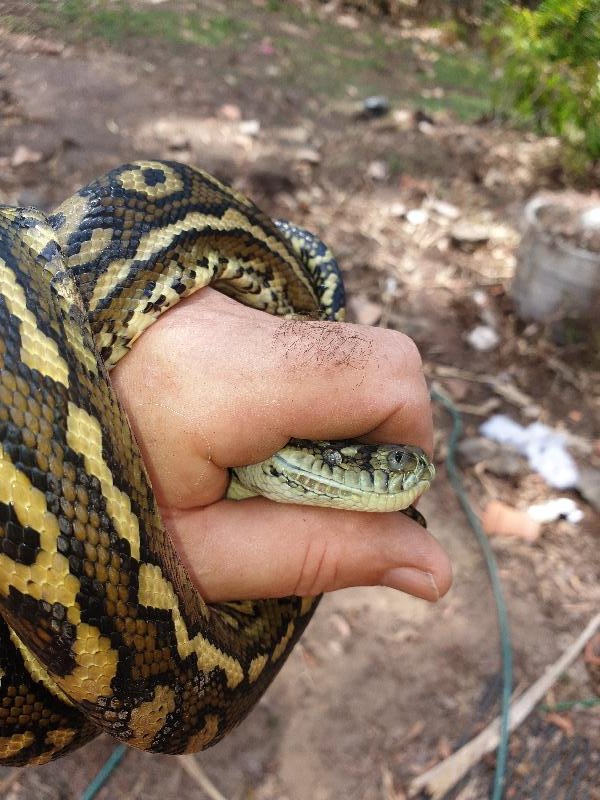 Coastal_Carpet_Python__Morelia_spilota_mcdowelli__599.jpg