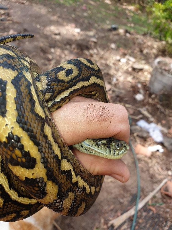 Coastal_Carpet_Python__Morelia_spilota_mcdowelli__600.jpg