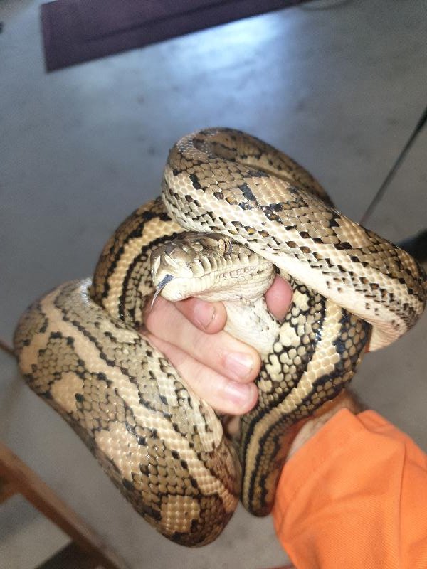 Coastal_Carpet_Python__Morelia_spilota_mcdowelli__617.jpg