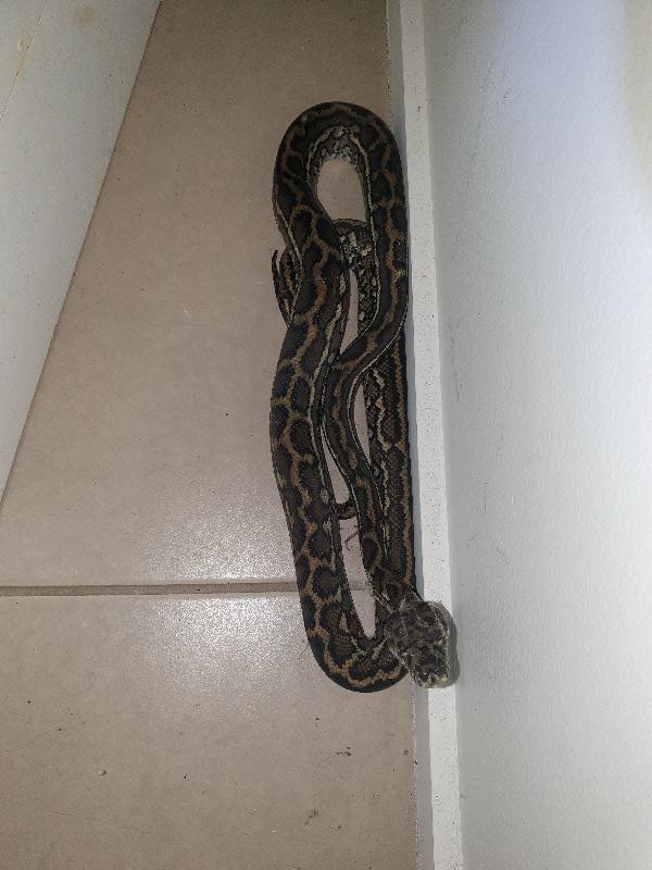 Coastal_Carpet_Python__Morelia_spilota_mcdowelli__618.jpg