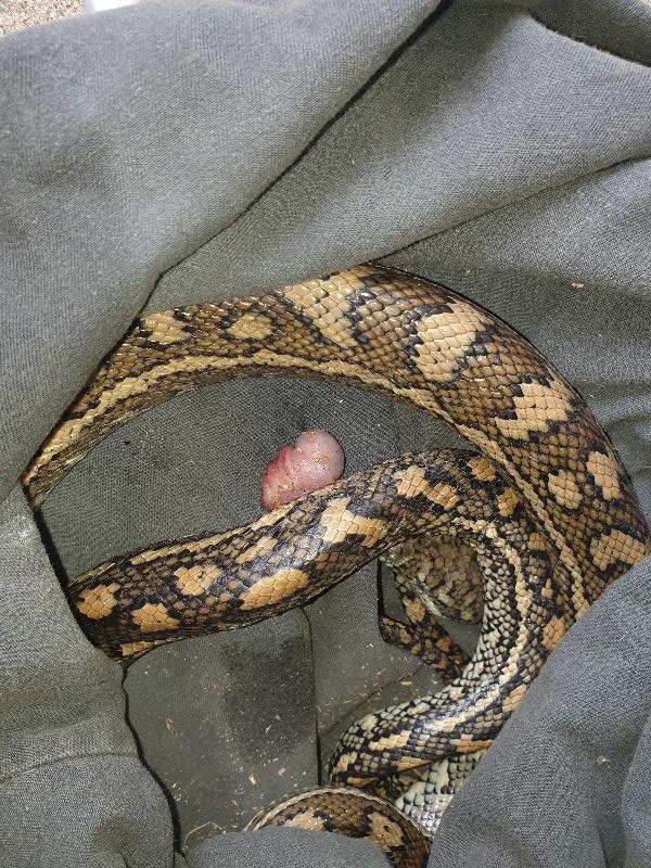 Coastal_Carpet_Python__Morelia_spilota_mcdowelli__619.jpg