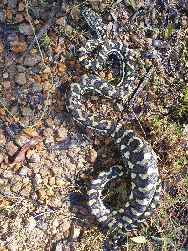 Coastal_Carpet_Python__Morelia_spilota_mcdowelli__625.jpg