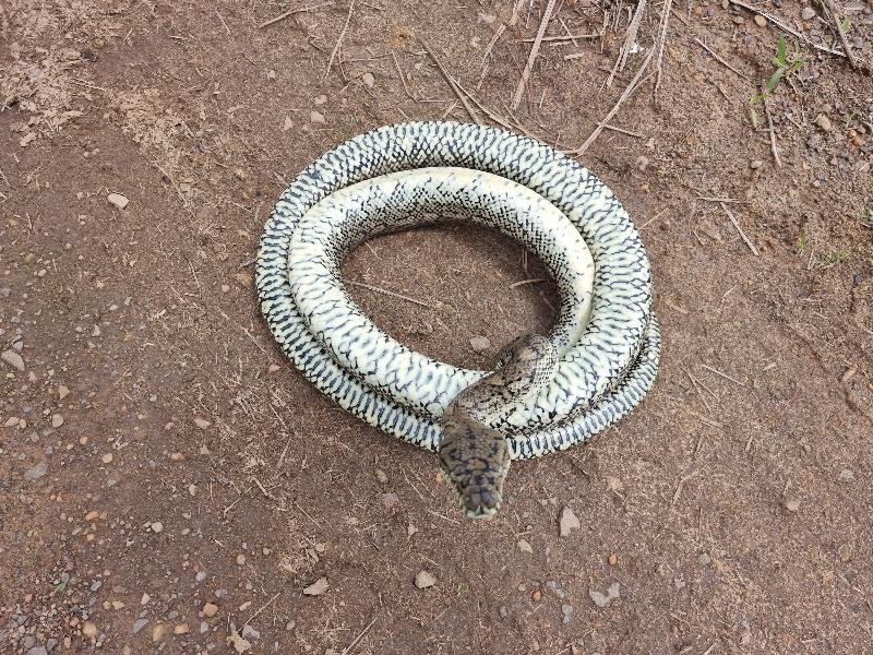 Coastal_Carpet_Python__Morelia_spilota_mcdowelli__647.jpg