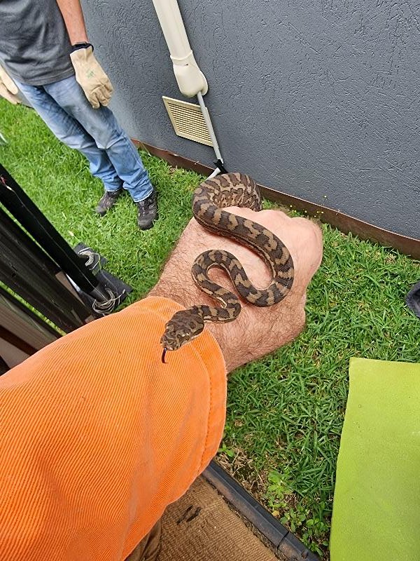 Coastal_Carpet_Python__Morelia_spilota_mcdowelli__652.jpg