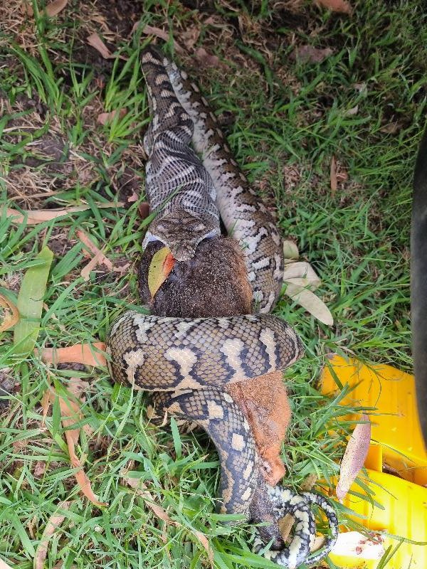 Coastal_Carpet_Python__Morelia_spilota_mcdowelli__656.jpg