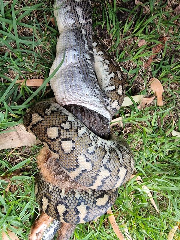 Coastal_Carpet_Python__Morelia_spilota_mcdowelli__665.jpg