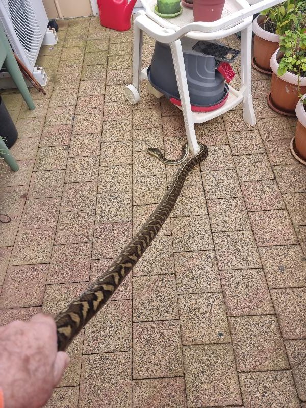 Coastal_Carpet_Python__Morelia_spilota_mcdowelli__670.jpg