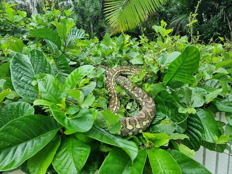 Coastal_Carpet_Python__Morelia_spilota_mcdowelli__674.jpg