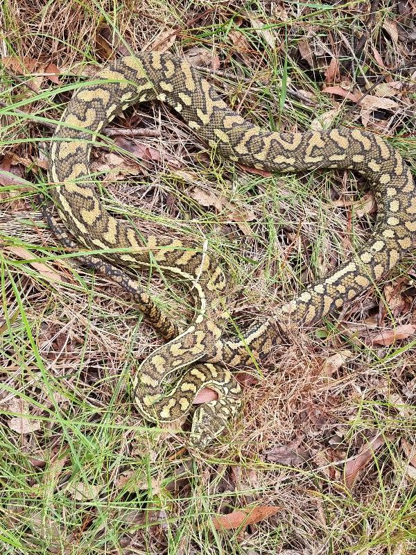 Coastal_Carpet_Python__Morelia_spilota_mcdowelli__675.jpg