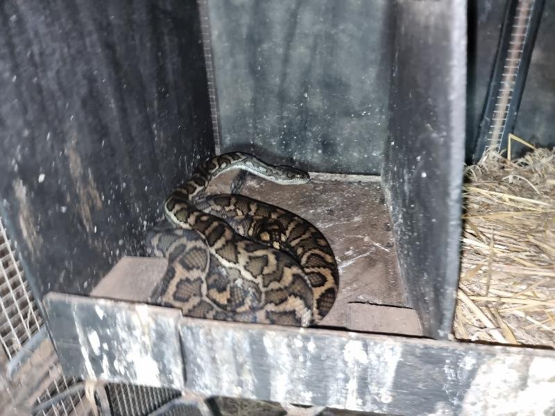 Coastal_Carpet_Python__Morelia_spilota_mcdowelli__679.jpg