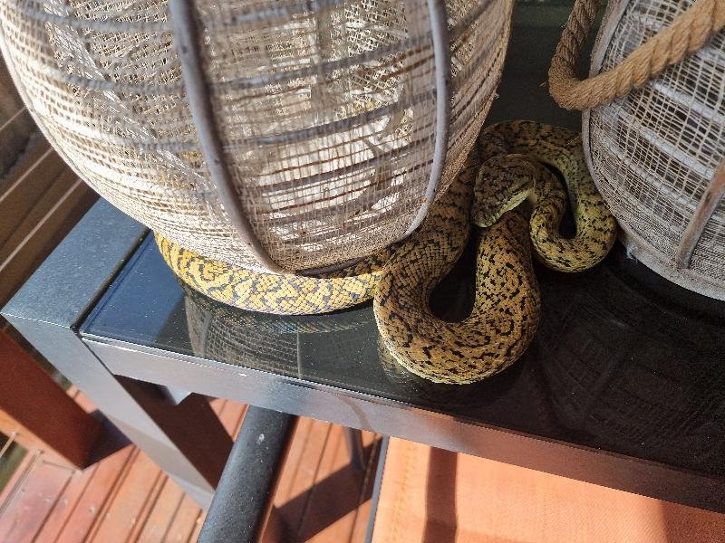 Coastal_Carpet_Python__Morelia_spilota_mcdowelli__689.jpg