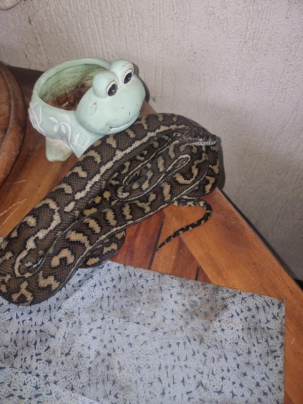 Coastal_Carpet_Python__Morelia_spilota_mcdowelli__692.jpg
