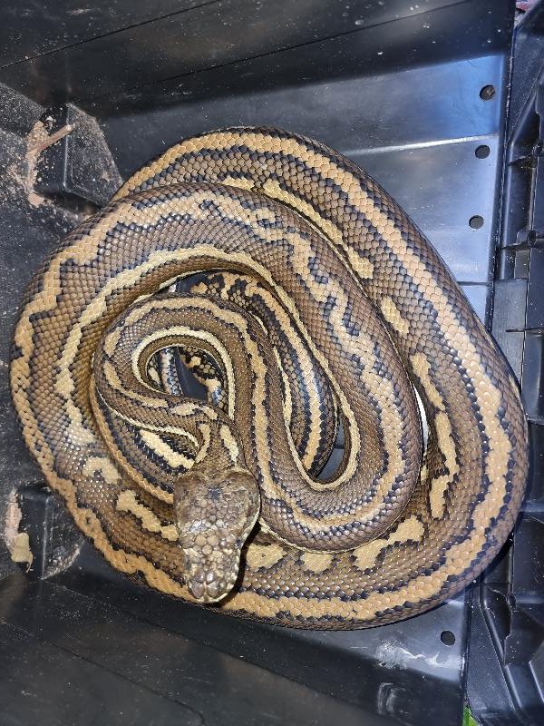 Coastal_Carpet_Python__Morelia_spilota_mcdowelli__697.jpg