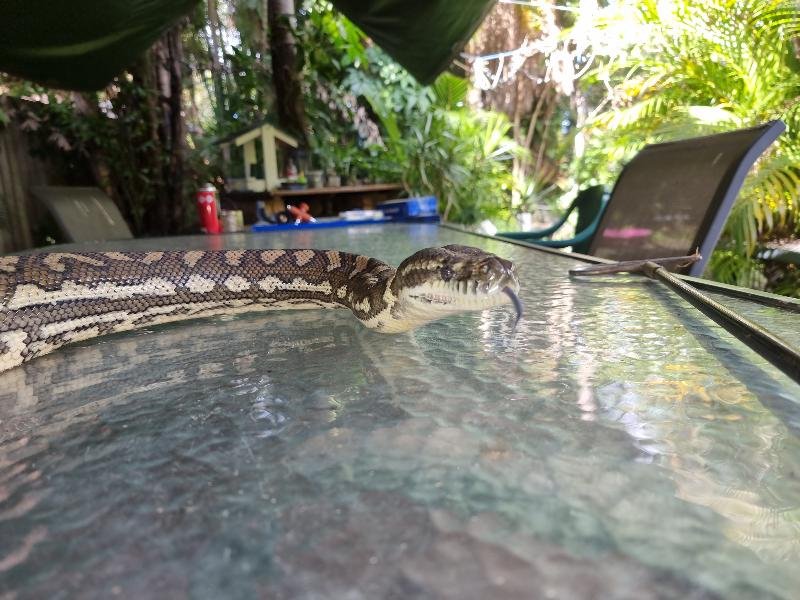 Coastal_Carpet_Python__Morelia_spilota_mcdowelli__702.jpg