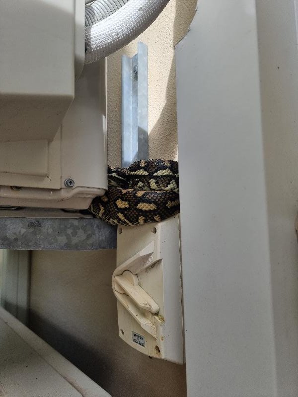 Coastal_Carpet_Python__Morelia_spilota_mcdowelli__706.jpg