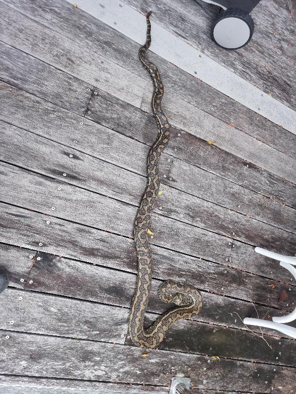 Coastal_Carpet_Python__Morelia_spilota_mcdowelli__753.jpg