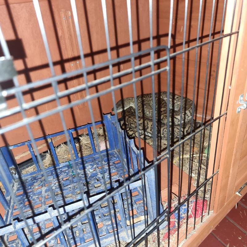 Coastal_Carpet_Python__Morelia_spilota_mcdowelli__759.jpg