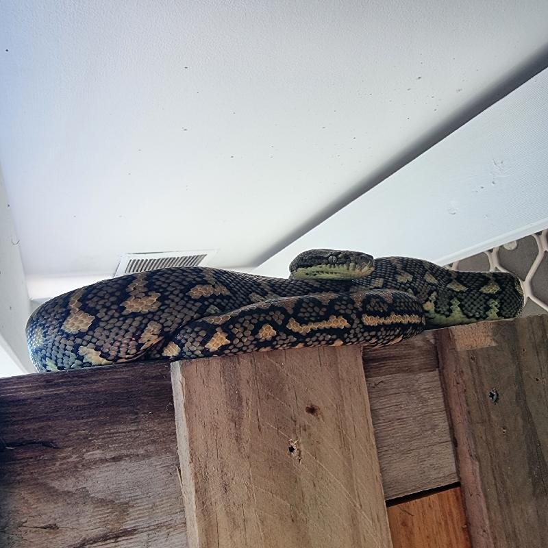 Coastal_Carpet_Python__Morelia_spilota_mcdowelli__762.jpg