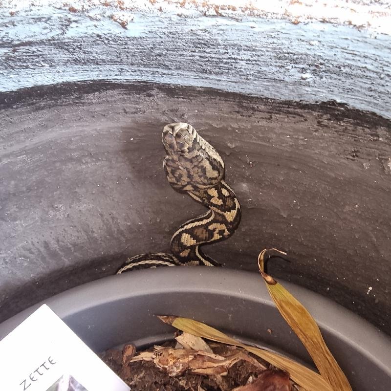 Coastal_Carpet_Python__Morelia_spilota_mcdowelli__767.jpg