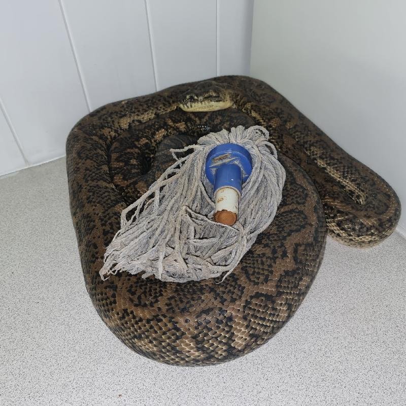 Coastal_Carpet_Python__Morelia_spilota_mcdowelli__772.jpg