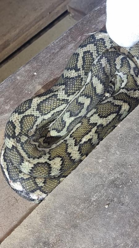 Coastal_Carpet_Python__Morelia_spilota_mcdowelli__776.jpg