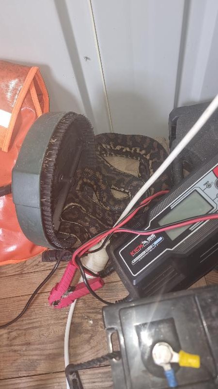 Coastal_Carpet_Python__Morelia_spilota_mcdowelli__777.jpg
