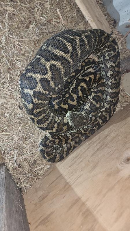 Coastal_Carpet_Python__Morelia_spilota_mcdowelli__780.jpg