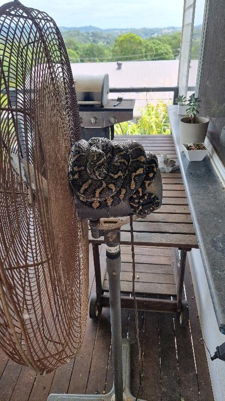 Coastal_Carpet_Python__Morelia_spilota_mcdowelli__781.jpg