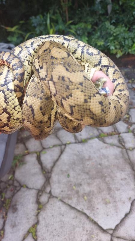 Coastal_Carpet_Python__Morelia_spilota_mcdowelli__783.jpg