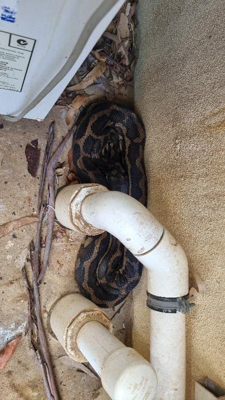 Coastal_Carpet_Python__Morelia_spilota_mcdowelli__786.jpg