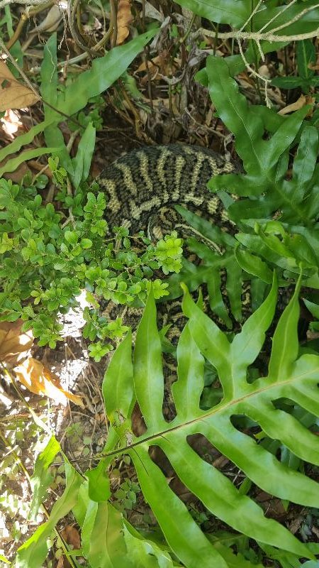 Coastal_Carpet_Python__Morelia_spilota_mcdowelli__789.jpg