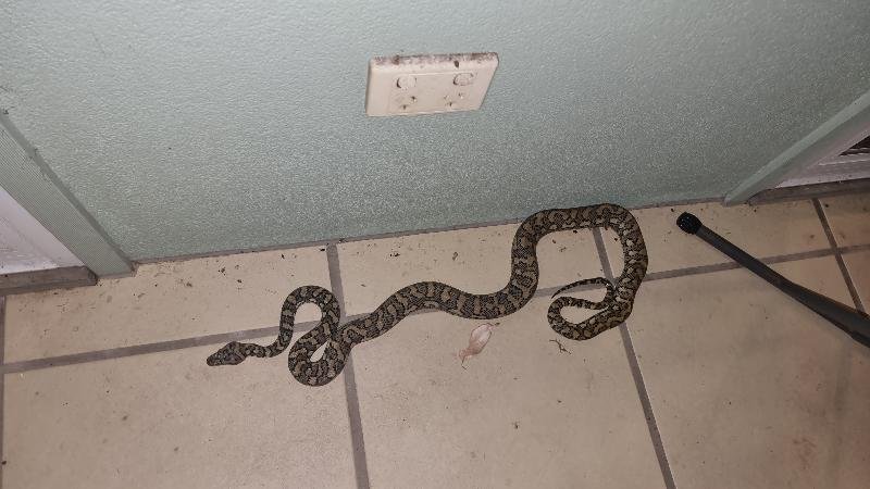 Coastal_Carpet_Python__Morelia_spilota_mcdowelli__791.jpg