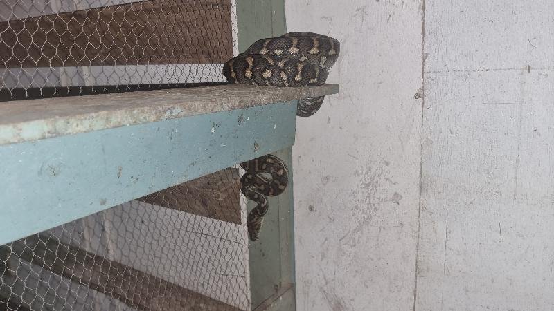 Coastal_Carpet_Python__Morelia_spilota_mcdowelli__798.jpg