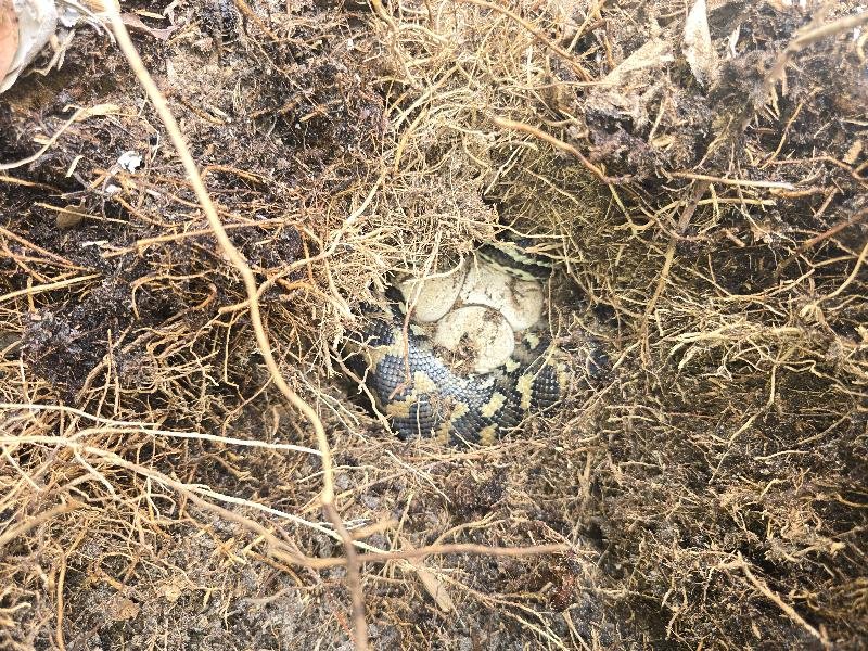 Coastal_Carpet_Python__Morelia_spilota_mcdowelli__869.jpg
