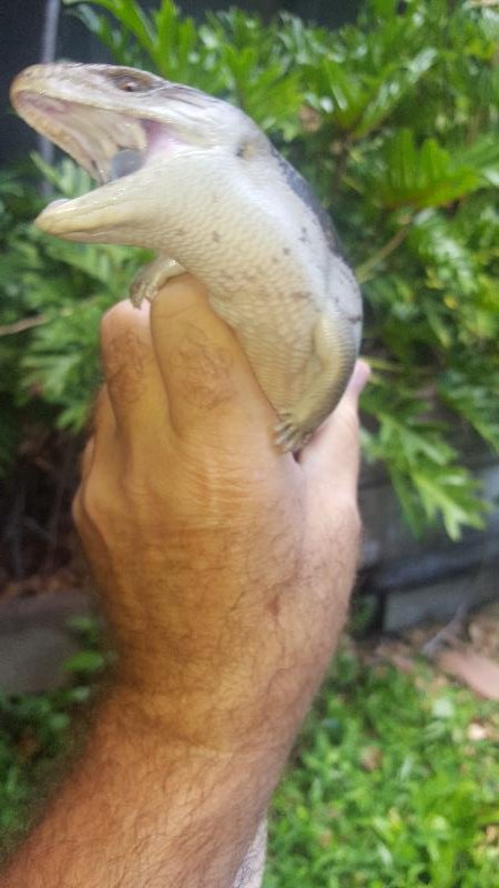 Common_Blue-Tongued_Skink__Tiliqua_scincoides__035.jpg