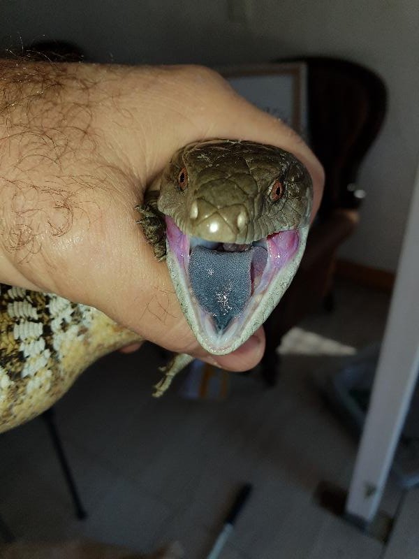 Common_Blue-Tongued_Skink__Tiliqua_scincoides__040.jpg