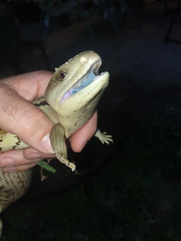 Common_Blue-Tongued_Skink__Tiliqua_scincoides__047.jpg