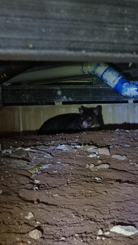 Common_Brushtail_Possum__Trichosurus_vulpecula__012.jpg