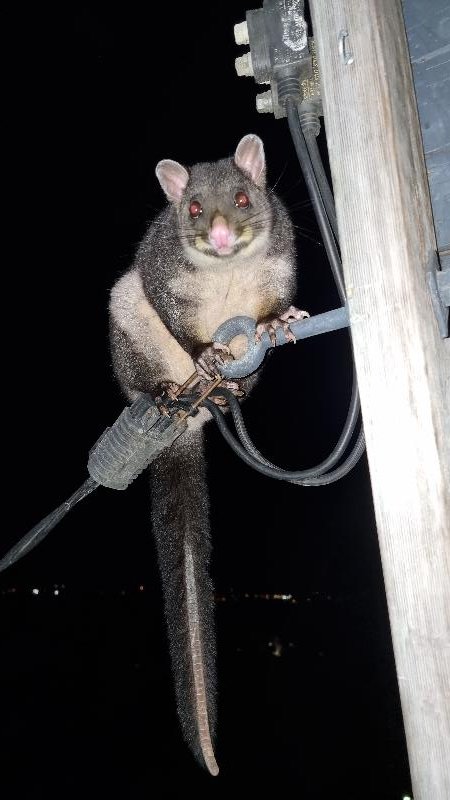 Common_Brushtail_Possum__Trichosurus_vulpecula__014.jpg