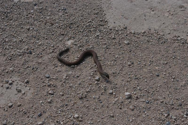 Common_Scaly-Foot__Pygopus_lepidopodus__007.jpg